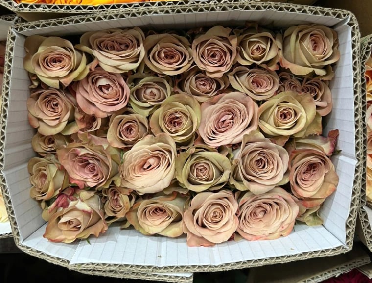 Hoa Hồng Capuchino - 10 bông – ảnh 1