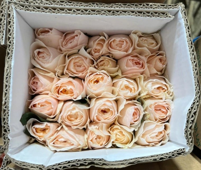 Hoa Hồng Juliet - 10 bông – ảnh 1
