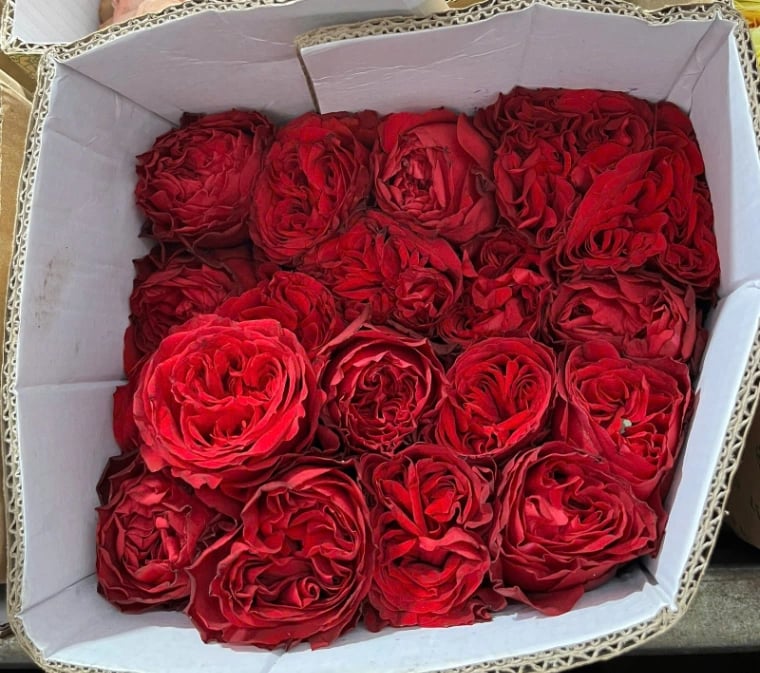 Hoa Hồng Ohara Đỏ - 10 bông – ảnh 1