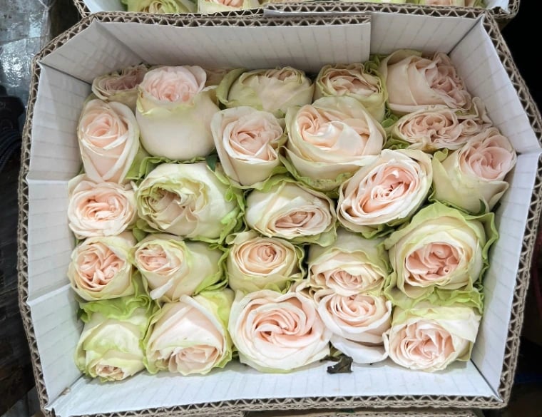 Hoa Hồng Pink Rose - 10 bông – ảnh 1
