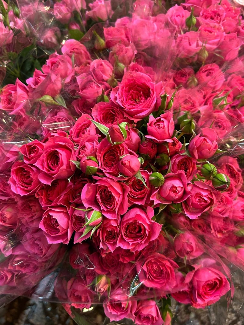 Hồng Sophia (5-7 cành) 3