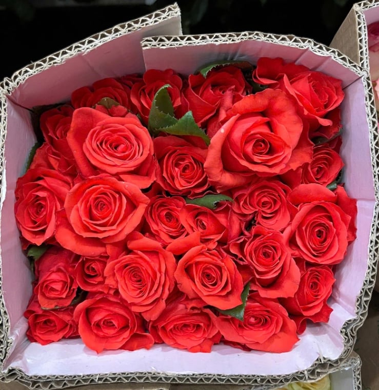 Hoa Hồng Đỏ Ớt - 10 bông – ảnh 1